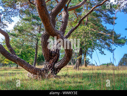 giant pine wood trunk, forest relaxing Stock Photo