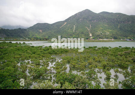 Wetland in Hong Kong coast Stock Photo