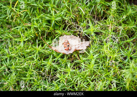 ladybugs on a dry leaf Stock Photo