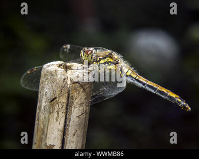 Spotted Darter Stock Photo