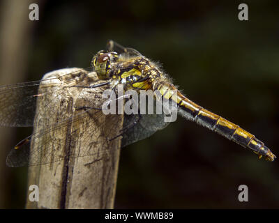 Spotted Darter Stock Photo