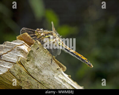 Spotted Darter Stock Photo