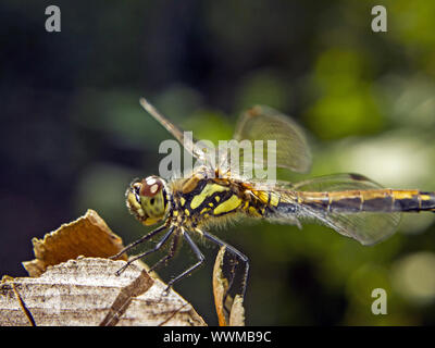 Spotted Darter Stock Photo