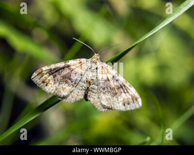 Large Twin-spot Carpet Stock Photo