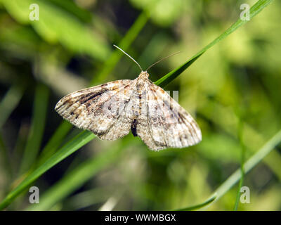 Large Twin-spot Carpet Stock Photo