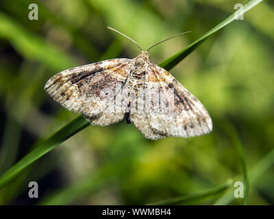 Large Twin-spot Carpet Stock Photo