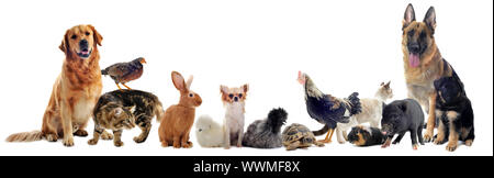 group of pet in front of a white background Stock Photo