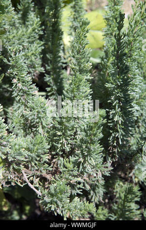 African Rosemary Stock Photo