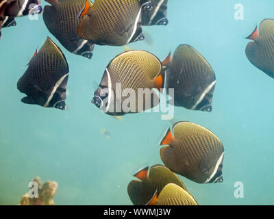 Red-tailed butterflyfish Stock Photo