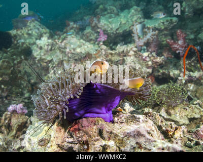 nosestripe anemonefish (Amphiprion akallopisos) Stock Photo
