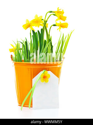 Pot of narcissus flower with blank greeting card, fresh spring plant, Easter and Mother's day gift, vase of yellow flowers isolated over white backgro Stock Photo