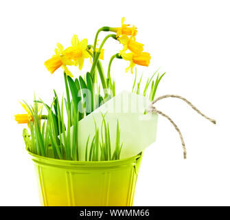 Pot of narcissus flower with blank greeting card, fresh spring plant, Easter and Mother's day gift, vase of yellow flowers isolated over white backgro Stock Photo