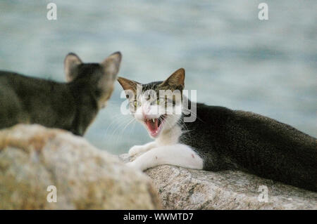 An angry cat Stock Photo