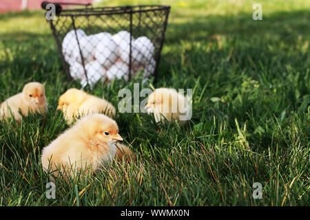 Little free range Buff Orpington chicks outdoors by a basket filled with fresh organic eggs. Extreme shallow depth of field with selective focus on ch Stock Photo