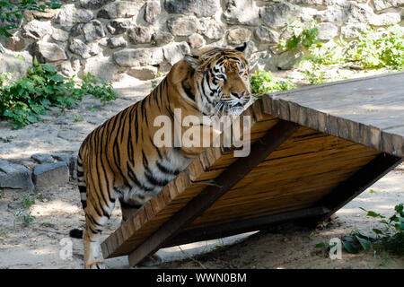 Siberian tiger, also known as the Amur tiger. Stock Photo