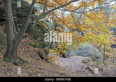 Autumn at Kleiner Bärenstein Stock Photo