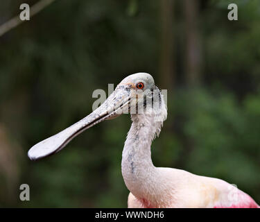 Roseate Spoonbill bird close up enjoying its surrounding and environment. Stock Photo