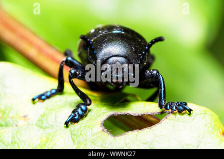 bloody-nosed beetle (Timarcha tenebricosa), also called blood spewer or blood spewing beetle Stock Photo