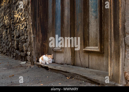 Stray cat on the street in front of old, abandoned house door Stock Photo