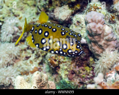 boxfish Stock Photo