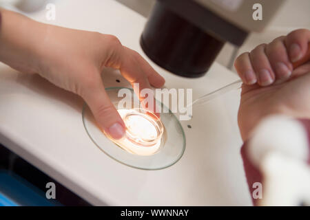 Embryologist adding sperm to egg in laboratory Stock Photo