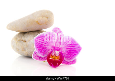 Nature pink Orchid and white hot stones isolated over white Stock Photo
