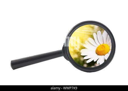 finde a flower or nature with a magnifying glass Stock Photo
