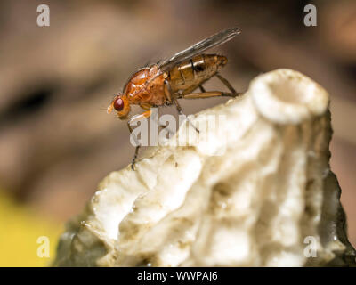dung fly on a stinkhorn Stock Photo