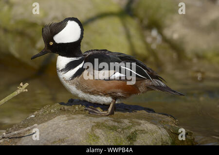 Hooded Merganser Stock Photo