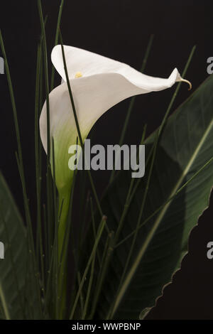 White Calla Lili in front of black Background macro Detail Stock Photo