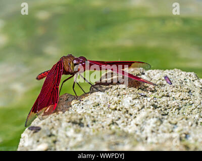 Fulvous Forest Skimmer Stock Photo
