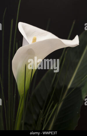 White Calla Lili in front of black Background macro Detail Stock Photo