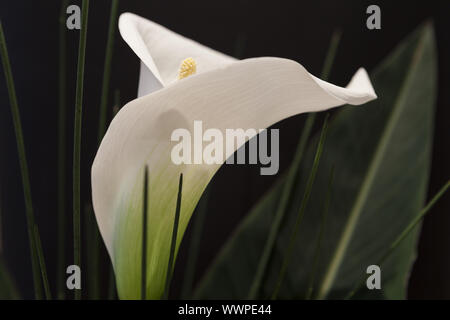 White Calla Lili in front of black Background macro Detail Stock Photo