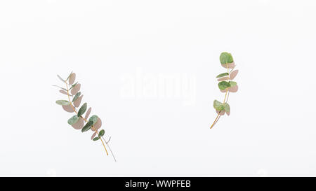 Flat lay frame made of eucalyptus branches on white background with copy space. Stock Photo