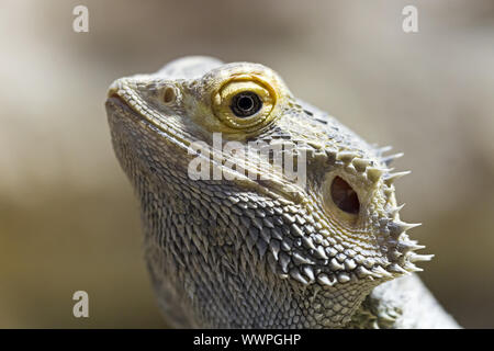 central bearded dragon, Bartagame Stock Photo