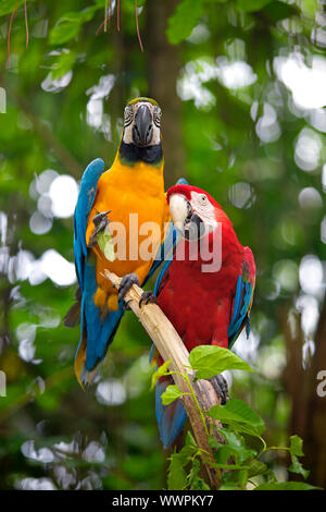 Two Macaws standing on a branch in the jungle Stock Photo