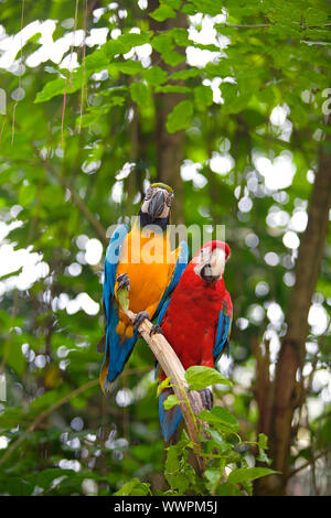 Two Macaws standing on a branch in the jungle Stock Photo