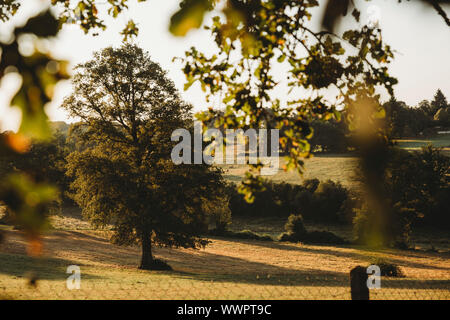 View of large oak tree in grass field through leaves Stock Photo