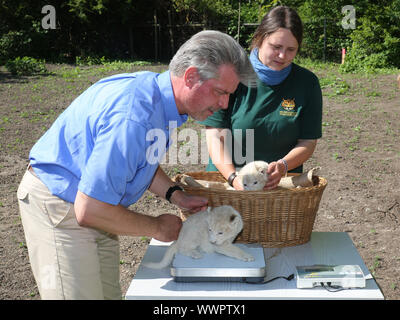 Zoo Director Dr. Kai Perret ,zookeeper Julia Forst present the white lion cubs at ZOO Magdeburg Stock Photo