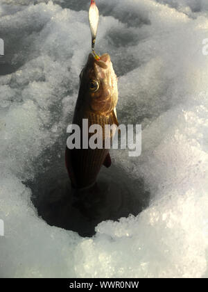 Ice fishing . Fisherman pulls out from ice hole grayling Stock Photo