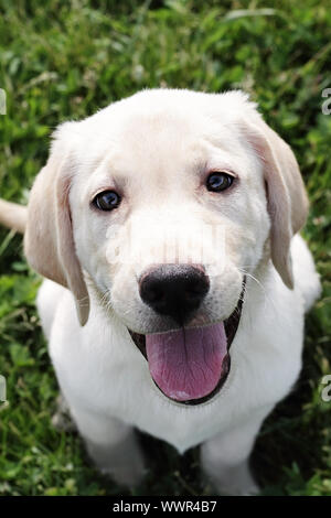 Cloud, an English Cream Labrador Retriever - Golden Retriever mixed designer breed 12 week old puppy,  sitting outdoors and looking into the camera. E Stock Photo