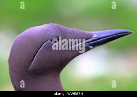 Purposefulness 1. Close-up portrait of common guillemot Stock Photo