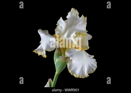 Flower of iris, lat. Iris, isolated on black backgrounds Stock Photo