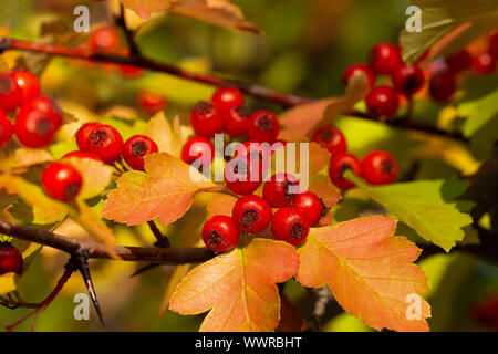 Bunches of ripe hawthorn berries close-up on a background of yellow foliage in autumn. Stock Photo