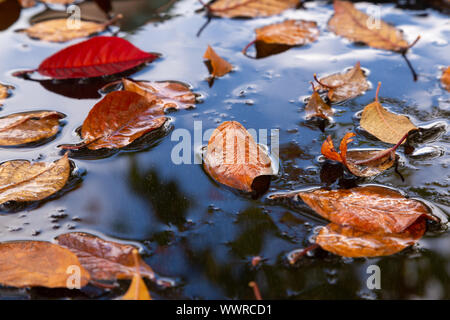 Yellow autumn leaves in a frozen puddle with a reflection of the blue sky Stock Photo