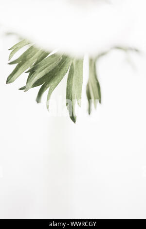 Study of a white Anemone Coronaria on white background.  Negative space for type and suitable for printing for wall art.  Grown from a bulb in Sprint. Stock Photo