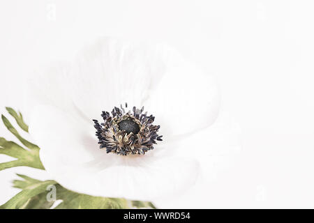 Study of a white Anemone Coronaria on white background.  Negative space for type and suitable for printing for wall art.  Grown from a bulb in Sprint. Stock Photo