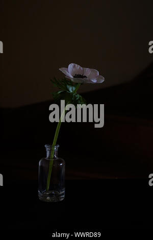 Study of a white Anemone Coronaria on dark background.  Negative space for type and suitable for printing for wall art.  Grown from a bulb in Sprint. Stock Photo