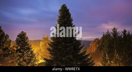 illuminated fir (Abies spec.), in the twilight, Daun, Eifel, Rhineland-Palatinate, Germany, Europe Stock Photo