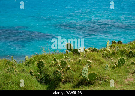 A green grass bank leading down to the sea with prickly pear growing Stock Photo